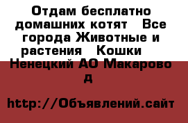 Отдам бесплатно домашних котят - Все города Животные и растения » Кошки   . Ненецкий АО,Макарово д.